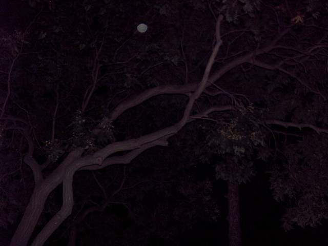 Drvo i Mesec